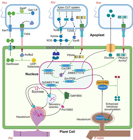Trick or treat: pathogens hijack host sugar metabolism | tin | RMH | Scoop.it