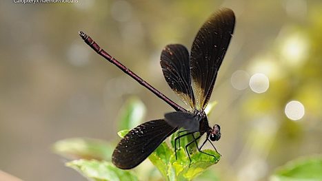 Odonates et changements climatiques – Les Libellules en Rhône-Alpes & Dauphiné | Histoires Naturelles | Scoop.it