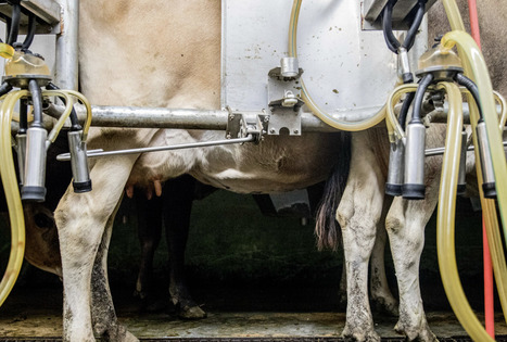 Bird Flu May Be Spreading in Cows via Milking and Herd Transport | Virus World | Scoop.it