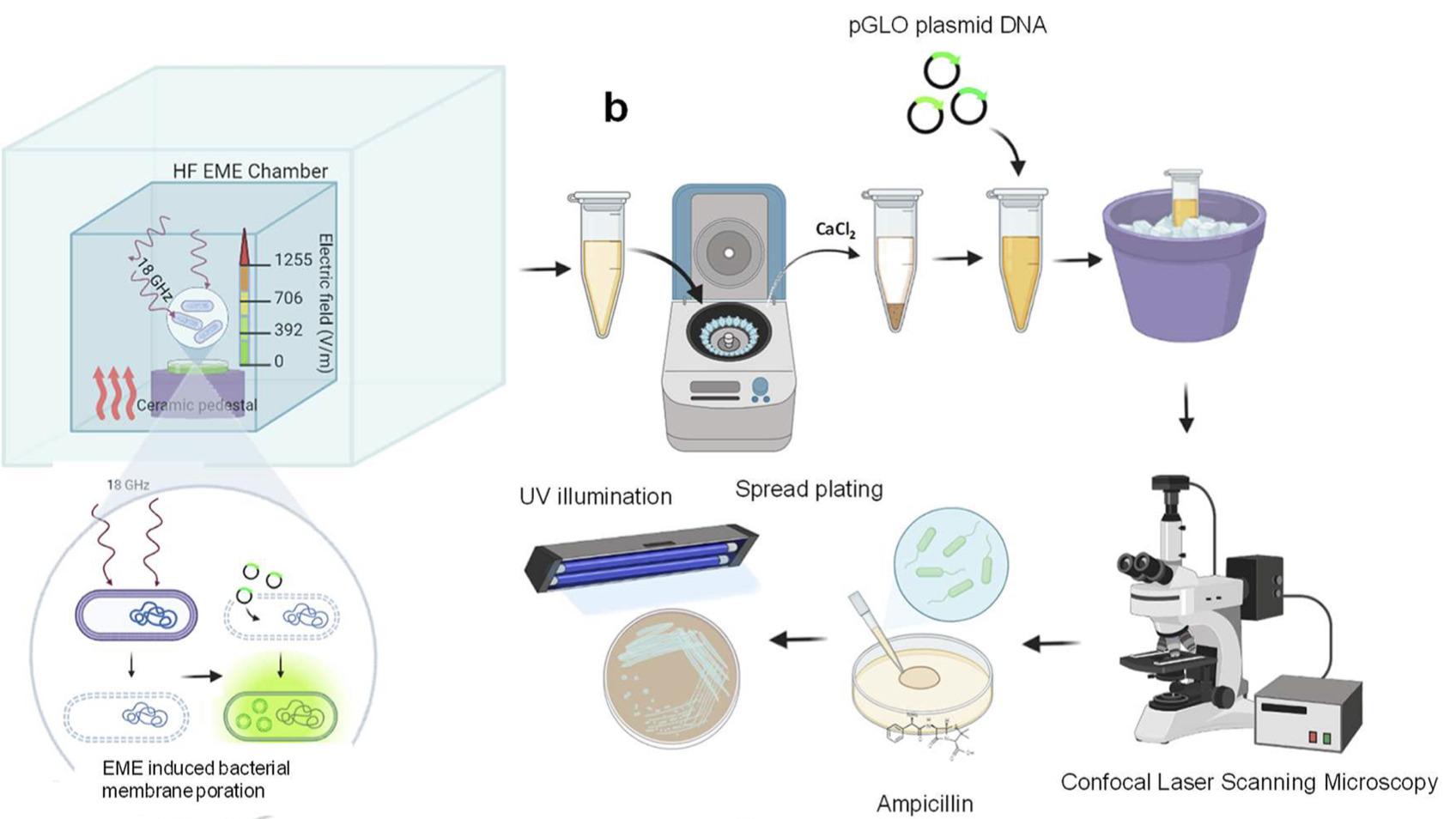 Genetic Transformation of Plasmid DNA into Esch...