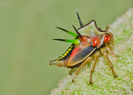 [Photos] Galerie de photos de entomopixel | EntomoScience | Scoop.it