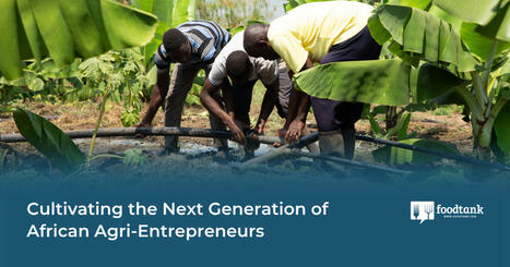 YOUTH: Cultivating the Next Generation of African Agri-Entrepreneurs | CIHEAM Press Review | Scoop.it