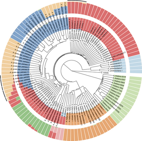 Sequencing of the genus Arabidopsis identifies a complex history of nonbifurcating speciation and abundant trans-specific polymorphism : Nature Genetics : Nature Research | Plant Biology Teaching Resources (Higher Education) | Scoop.it