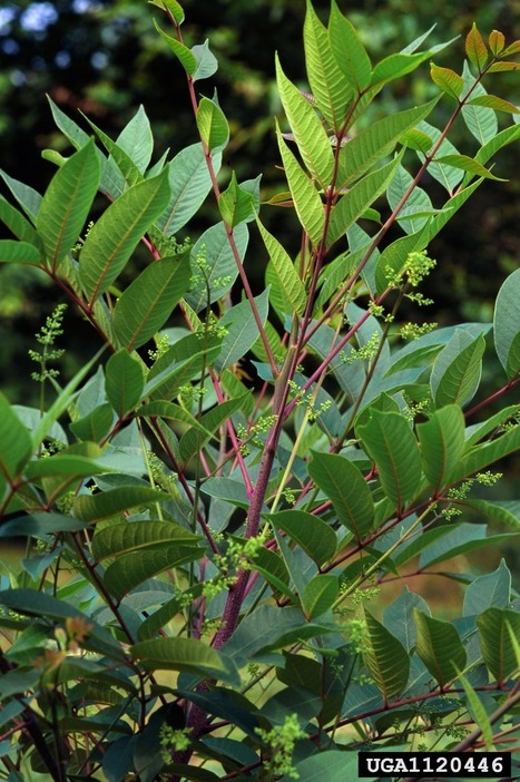 Touch Me Nots--Plants To Avoid | Gardening Life | Scoop.it