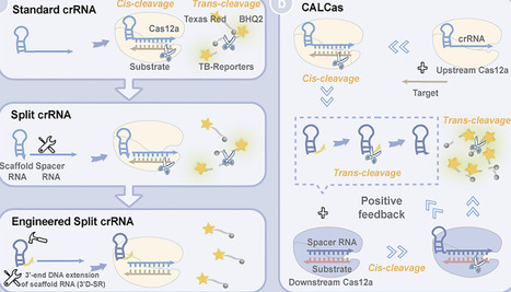 Scaffold RNA Reengineering for a Leakage-Suppressed CRISPR/Cas12a Cascade System Toward Precise Nucleic Acid Diagnostics | advS | RMH | Scoop.it