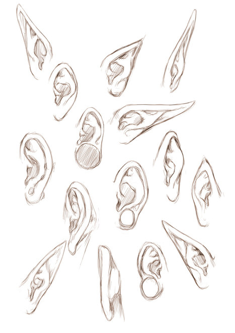 Ear Drawing Reference Drawing References And