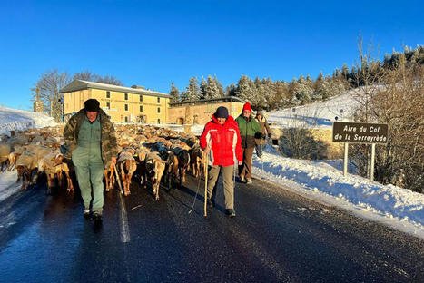 PHOTOS. Transhumance hivernale : Eric et Marie-Line Martin, 64 et 65 ans déplacent leurs 350 brebis | Cévennes Infos Tourisme | Scoop.it