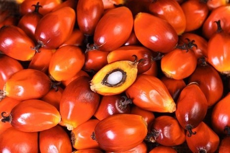 5 cose sull'olio di palma che forse non sono ancora chiare | Orto, Giardino, Frutteto, Piante Innovative e Antiche Varietà | Scoop.it