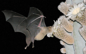 Insect-eating bat outperforms nectar specialist as pollinator of cactus flowers | Science News | Scoop.it