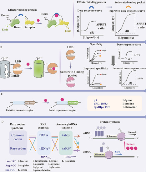 Advances in biosensors for microbial biosynthesis of amino acids and their derivatives | BAdv | RMH | Scoop.it