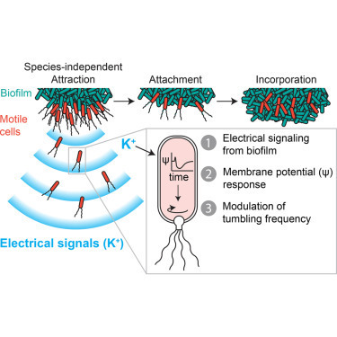 Species-Independent Attraction to Biofilms through Electrical Signaling CEL | RMH | Scoop.it