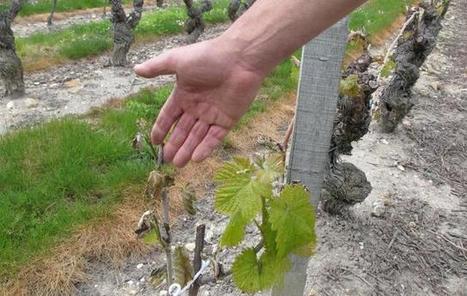 Le terrible coup de gel qui assomme les vignerons | Chronique des Droits de l'Homme | Scoop.it