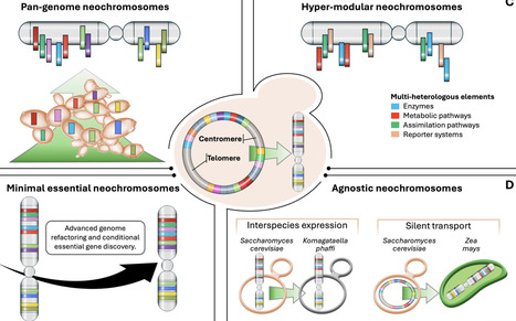 One Yeast, Sixteen Synthetic Chromosomes, Infinite Possibilities | yst | RMH | Scoop.it
