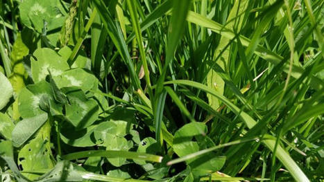 Conseils pour r&eacute;ussir son m&eacute;teil fourrager | Actualit&eacute;s de l'&eacute;levage | Scoop.it