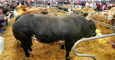 MAROC : Élevage: ces bovins qui en mettent plein la vue au SIAM | CIHEAM Press Review | Scoop.it