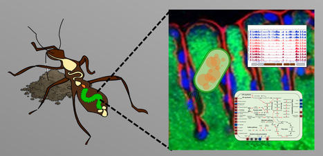 Transposon sequencing reveals genes enabling insect gut colonization by the symbiont Caballeronia insecticola | I2BC Paris-Saclay | Scoop.it