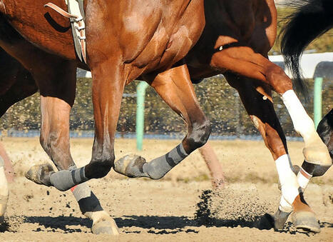 HISA Study Identifies Risk Factors for Fatal Proximal Forelimb Fractures | Racing Regulatory Issues | Scoop.it