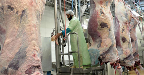 L’abattage rituel dans le viseur des associations de défense animale – | La Gazette des abattoirs | Scoop.it