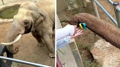Le geste adorable de cet éléphant envers un enfant fait fondre le coeur des internautes | Biodiversité - @ZEHUB on Twitter | Scoop.it