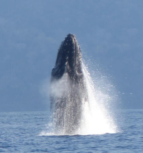 Saison des baleines &agrave; Mayotte : les autorit&eacute;s rappellent les r&egrave;gles strictes pour prot&eacute;ger les g&eacute;ants des mers | Revue de presse C&eacute;tac&eacute;s | Scoop.it