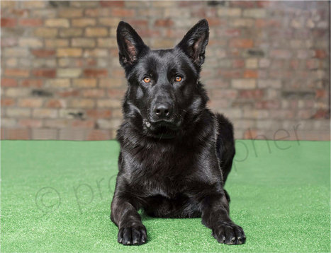 protection dogs worldwide