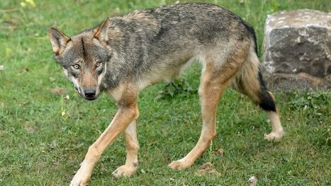 Après la mort de la louve Naya, la ministre Zuhal Demir promet une évaluation du "plan loup" flamand | Loup | Scoop.it