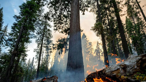 Californian Yosemite wildfires continue to grow as workers try to protect iconic sequoias from blaze - ABC News | Operation Deimos | Scoop.it