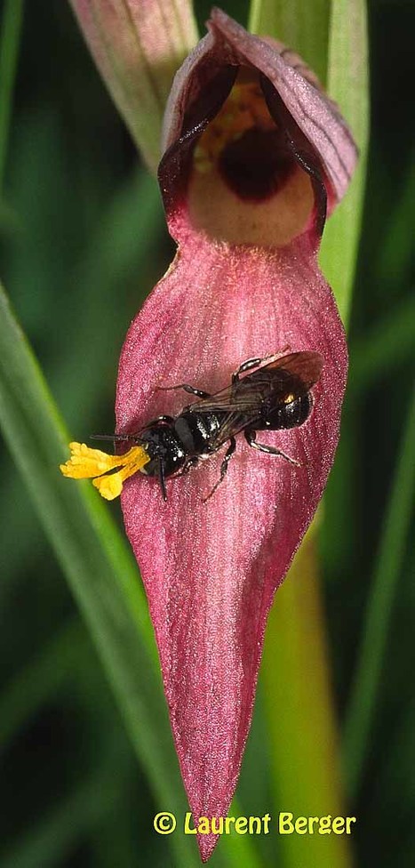 Pollinisation par leurre sexuel chez les abeilles sauvages | EntomoNews | Scoop.it