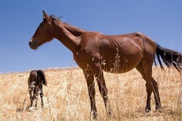 TheHorse: Your Guide to Equine Health Care | TheHorse.com | Stem Cells & Hemp CBD For Dogs, Cats & Horses | Scoop.it