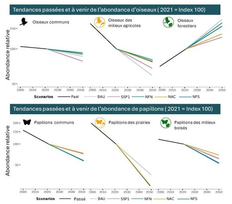 D&eacute;clin annonc&eacute; des esp&egrave;ces communes d'oiseaux et de papillons, m&ecirc;me dans le cadre de sc&eacute;narios de politique de conservation en Europe | EntomoNews | Scoop.it