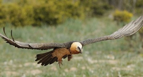 Pyr&eacute;n&eacute;es-Atlantiques nouveau Gypa&egrave;te barbu victime de tirs - Actualit&eacute;s - LPO | Biodiversit&eacute; | Scoop.it
