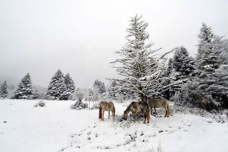METEO. La neige de retour sur le massif des Pyrénées dès 1000m dans la nuit de mardi à mercredi | Vallées d'Aure & Louron - Pyrénées | Scoop.it