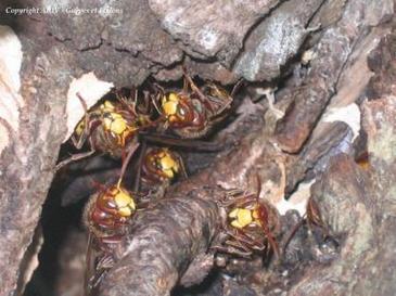 Gu&ecirc;pes et Frelons | Insect Archive | Scoop.it