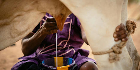 2024, l’année lactée en Afrique de l'Ouest ? | Questions de développement ... | Scoop.it