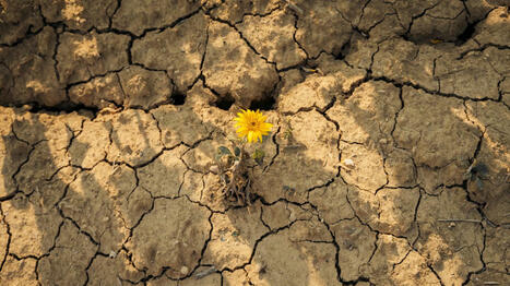 L'été 2025 a été le troisième plus chaud en France depuis le début des mesures en 1900, annonce la ministre de la Transition écologique | Toxique, soyons vigilant ! | Scoop.it