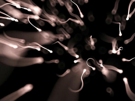Le microbiote intestinal des pères a des conséquences inattendues sur leurs enfants | Healthcare: reloaded... | Scoop.it