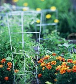 11 ways to support tomato vines | Gardening Life | Scoop.it
