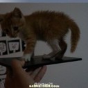 Xperia Z Ultra Togari Specifciations - Photo Leaked with Cat on Top | Gizmo Bolt - Exposing Technology, Social Media & Web | Scoop.it