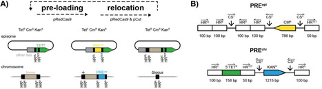 Iterative in vivo cut‘n’paste of chromosomal loci in Escherichia coli K-12 using synthetic DNA | Brvt | RMH | Scoop.it