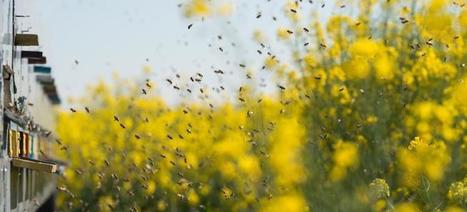 Pesticides et abeilles : analyse des données sur les taux de mortalité | EntomoNews | Scoop.it