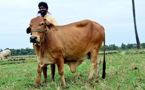 Mission to develop pure breed Sahiwal cattle begins | The Asian Food Gazette. | Scoop.it