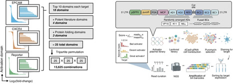 Combinatorial protein engineering identifies potent CRISPR activators with reduced toxicity | Ncm | RMH | Scoop.it