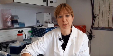 Premier chat d&eacute;tect&eacute; porteur du SRAS-Cov-2 en France : la transmission de l&rsquo;Homme au chat est rare mais la distanciation est recommand&eacute;e | EntomoScience | Scoop.it