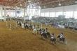 La Real Escuela del Arte Ecuestre ofrecerá una gala extraordinaria | Caballo, Caballos | Scoop.it
