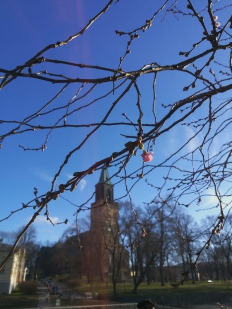 Kukkiva helmikuu ja kylmä kesä? Säätilojen seuraamisen historiasta – Lastuja Suomen historiasta | 1Uutiset - Lukemisen tähden | Scoop.it