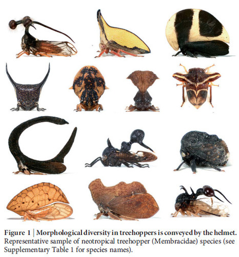 [Liens] {SCIENCES²} | EntomoScience | Scoop.it