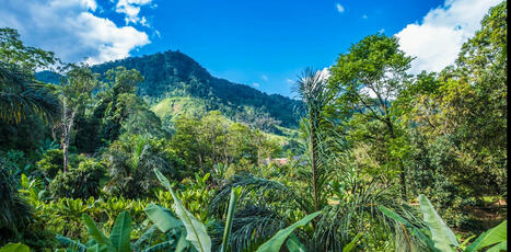 Madagascar supports more unique plant life than any other island in the world – new study | Ecosystèmes Tropicaux | Scoop.it