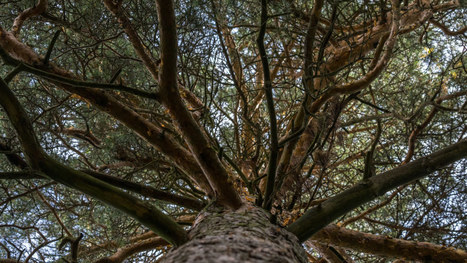 Wunderbaum "ihmepuu" ei olekaan kuusi vaan m&auml;nty &ndash; n&auml;in havumets&auml; tuo terveytt&auml; | Luonto | yle.fi | 1Uutiset - Lukemisen t&auml;hden | Scoop.it