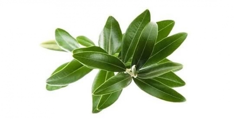 Dagli scarti dell’olio d'oliva novità per l’industria alimentare e farmaceutica | OLIVE NEWS | Scoop.it
