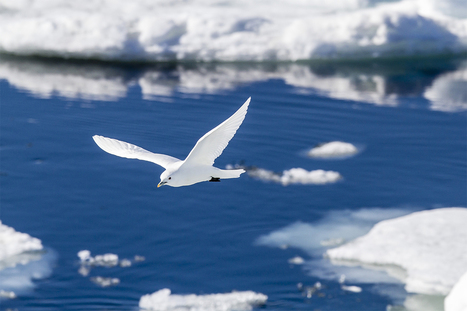 White gulls dependent on ice are disappearing from the Arctic | Biodiversit&eacute; | Scoop.it
